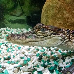 Meet your Posher, Shelly